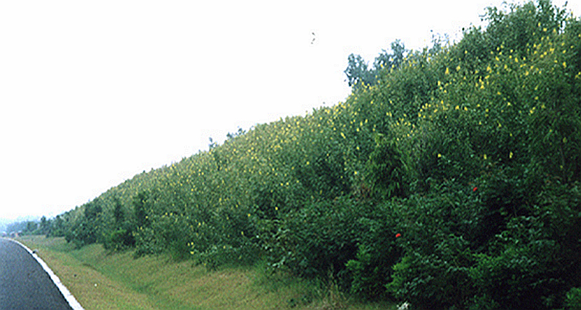 天汕高速公路边坡绿化防护工程